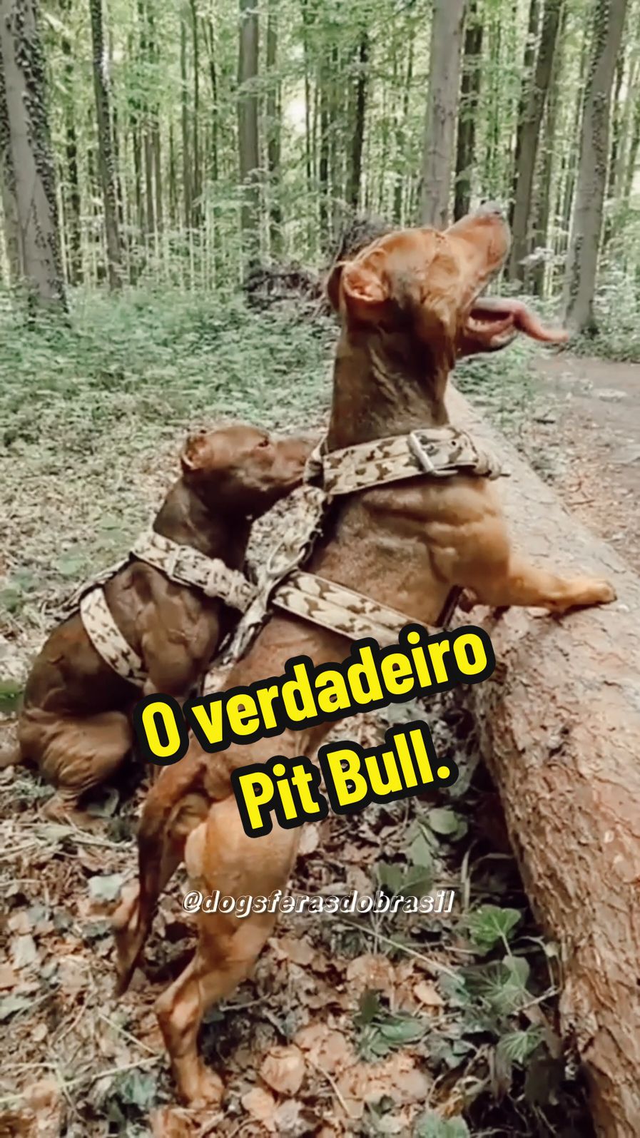 O verdadeiro Pit Bull. 👊🏼 #cachorro #pitbull #humor #pet #caodeguarda #tiktok 