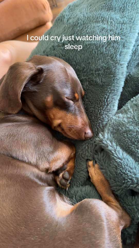 I could cry at him just existing hbu  #dachshund #minidachshund #wienerdog #sausagedog small puppy, meet my pets, im in love and im obsessed, Im just a girl trend