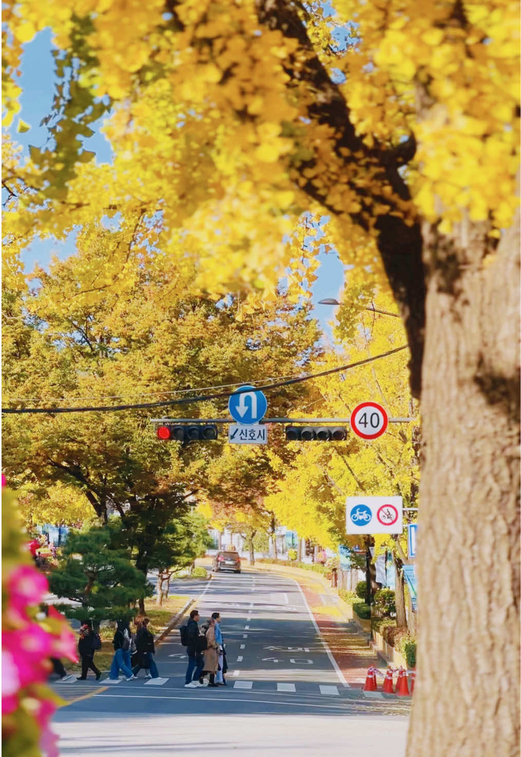The beauty of autumn in south korea.  My fav season  #southkorea#traveling#autumn#photography#fyp#streetwalk#landscape#가을#여행 