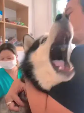 When the dog gets an injection🤣😂#funnydog #cutedog #foryou #fyp #funnyvideos #funnytiktok #dogsoftiktok #dog #puppy 