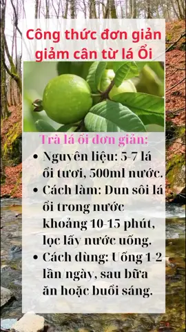 Lá ổi hỗ trợ giảm cân thế nào #giamcan #suckhoesacdep #thaoduocthiennhien  #tiktokviral #caythuocquanhta 