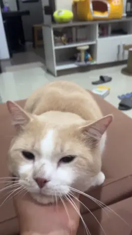 Roro: Mak mumpung gundul anteng elus abang dong🥰 