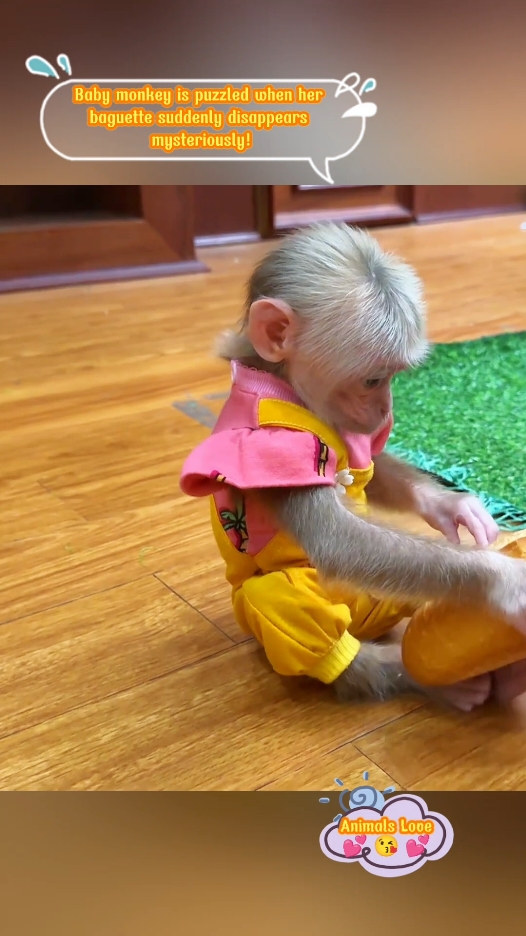 Baby monkey is puzzled when her baguette suddenly disappears mysteriously! #monkey #babymonkey #animals #pets #monkeys #animal #pet #loveanimals 