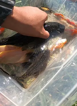 A lot beautiful fish #bettafish #fishing #beautiful