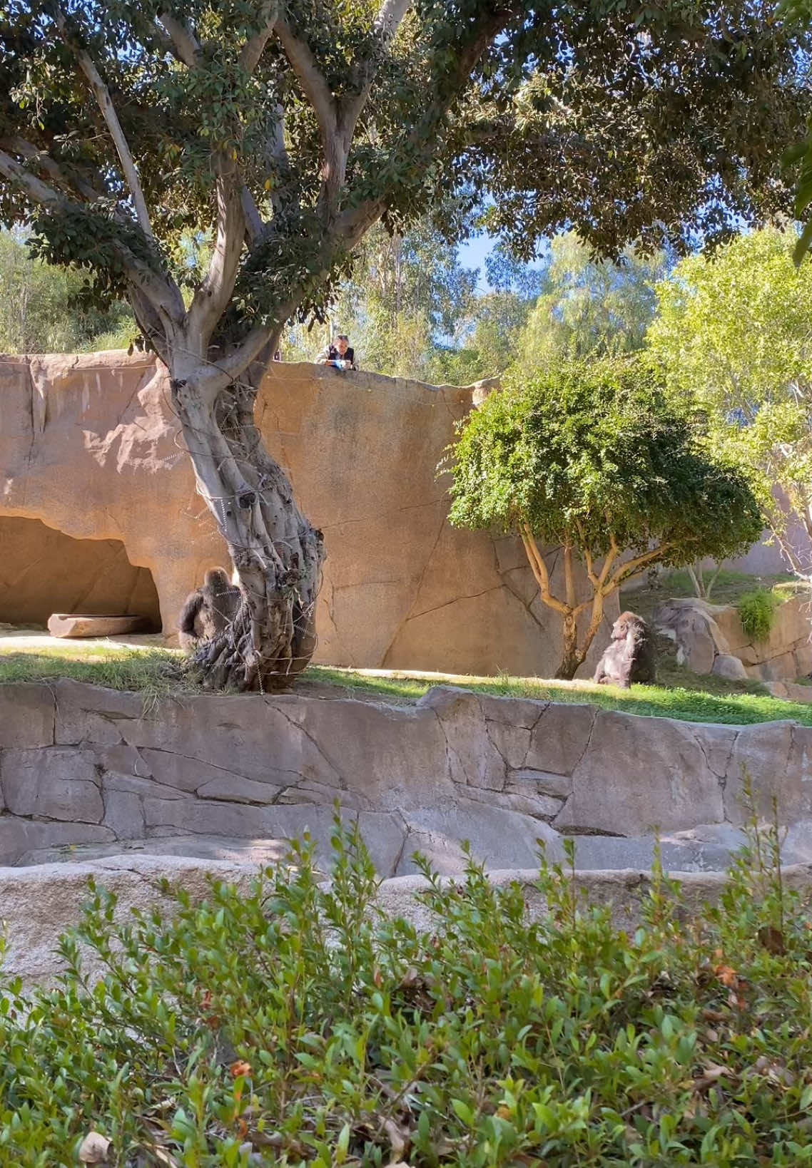 All of the other gorillas caught their food- except this one 💀🥲💔 #gorilla #sandiegozoo #sandiegozoosafaripark #sandiegosafaripark #safaripark 