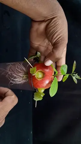 #plants 