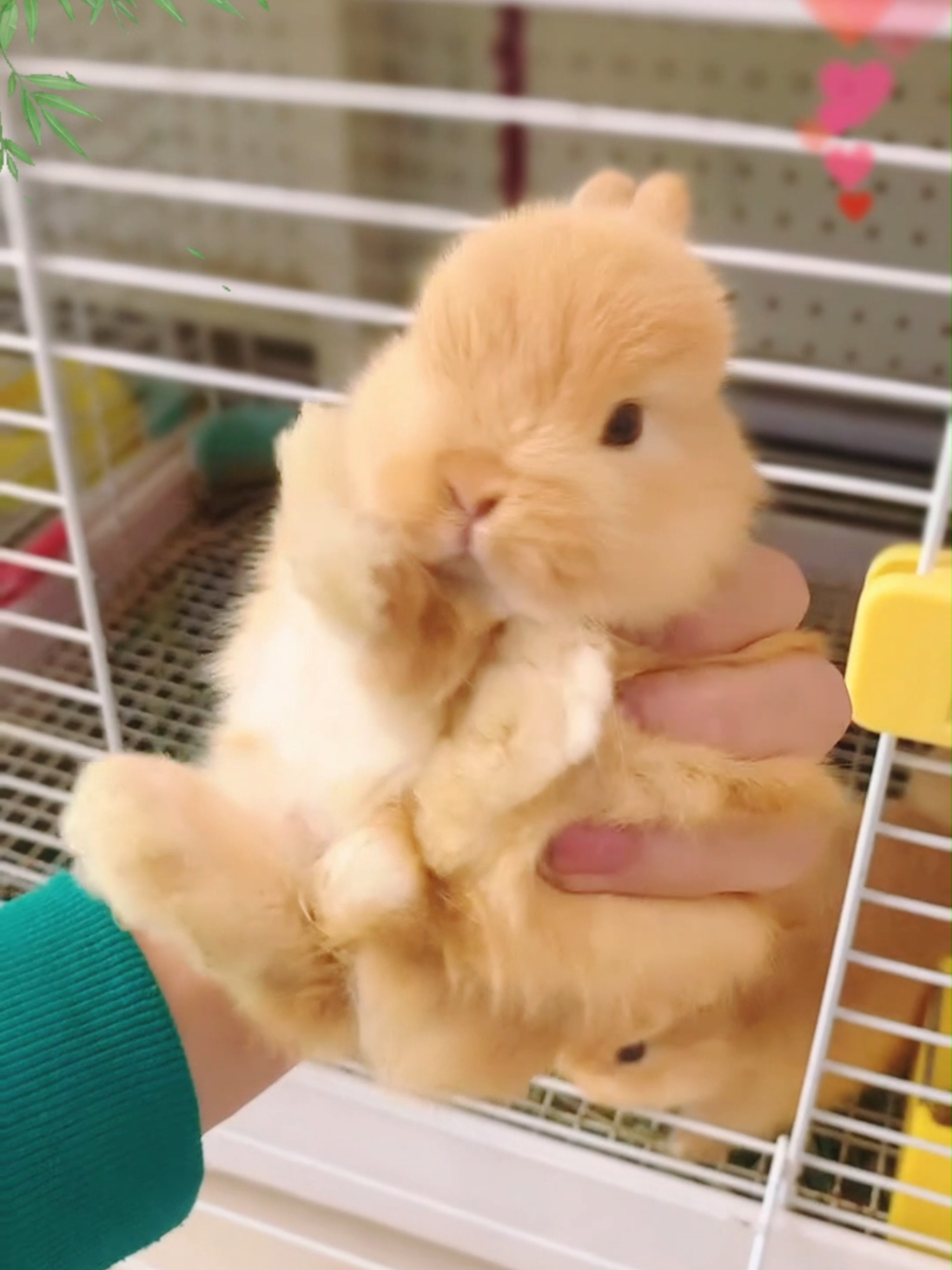 #cute #rabbit #foryou #fyp #love #fyp #love #bunny #honeybunny #rabbits