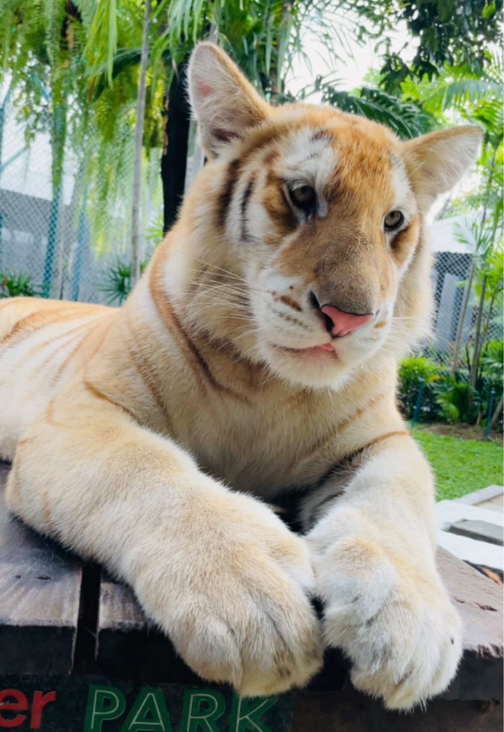 #Sud_Khet #น้องสุดเขต #tiger #cutetiger #cute #flypシ #goldentabby #goldentiger #เสือ #น่ารัก #bigcat #แมวส้ม #zoo #Felidae_เฟลิดส์  