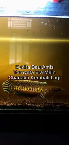 🤪#progress #aurantigondrong #chanaaurantiindonesia #aurantihighfin 