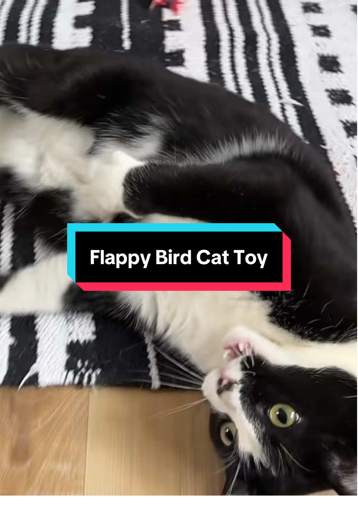 Your cat’s next obsession. #flappybird #cattoy #cattoys #cat #cats #blackcat #blackcats #petgifts #catsoftiktok #catlover #cattok #TikTokShop #tiktokshopblackfriday #tiktokshopcybermonday #tiktokshopholidayhaul 