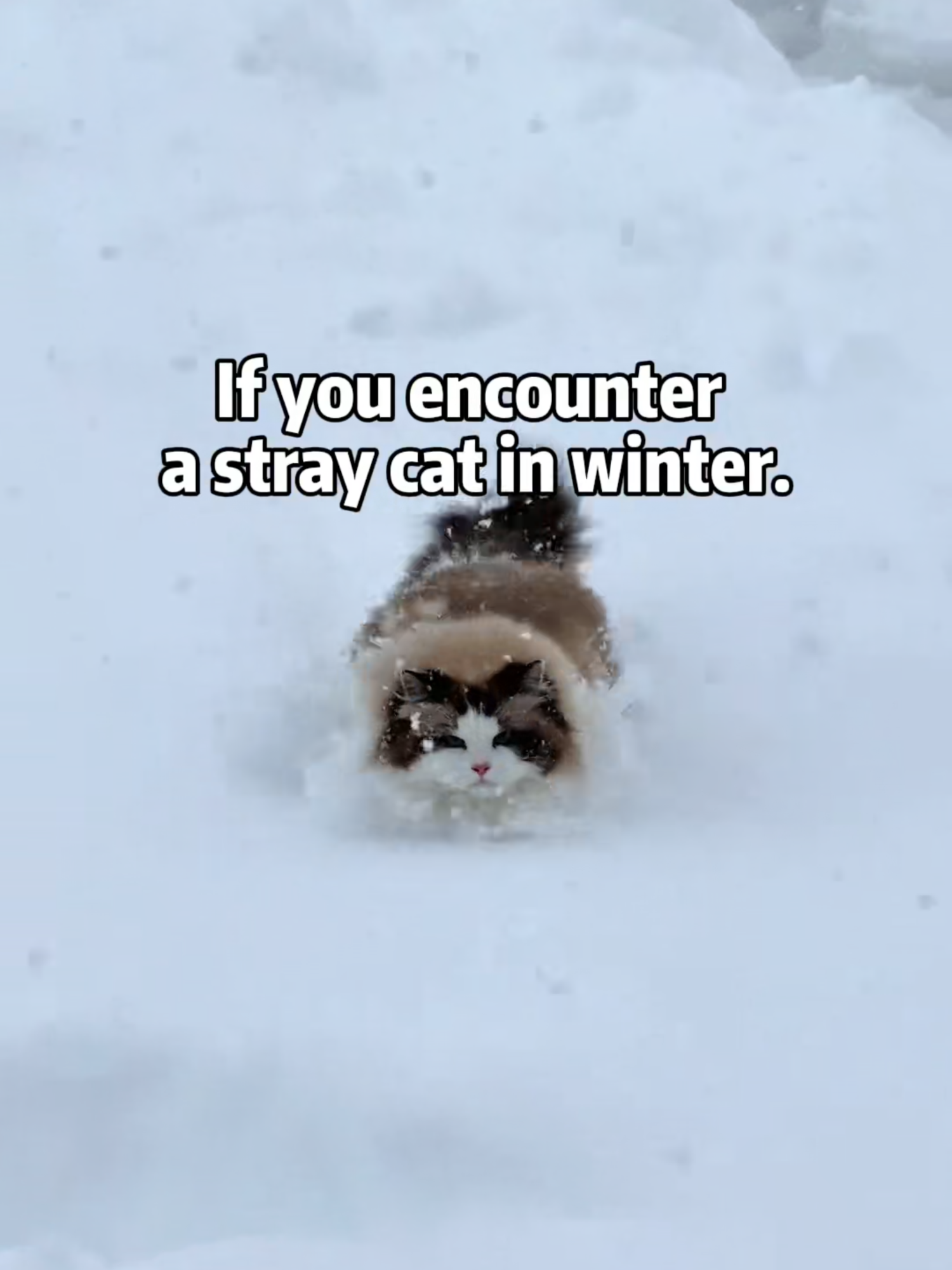 ❄️As the snow falls and temperatures drop, survival gets tougher for stray cats. 🐾 Give them a chance to stay warm with a cozy shelter. ❄️#clawsable  #RescueCats #ClawsableCares #EveryLifeMatters #rescuestory #savealife #cathouse #heatedcathouse #OutdoorCats #FeralCatCare #cozycats #catshelter #catloversclub #catproducts #feralcats #rescuecat #straycat #wintercats #shelter #feralcatsoftictok