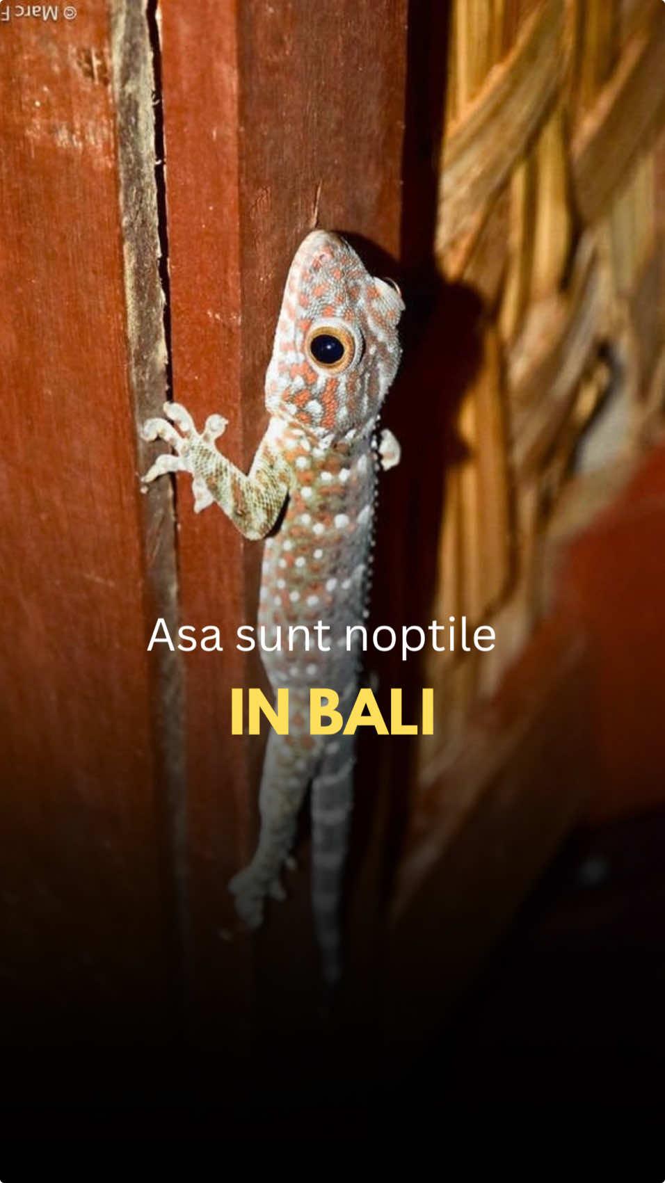 Noptile in Bali vin la pachet cu un concert neasteptat - gecko-ul local isi incepe serenada! E ca si cum ai avea un ceas cu alarma pe care nu poti sa-l opresti, dar macar suna exotic! 🦎 #gecko #geckosoftiktok #balilife #traveltiktok #travelcouple #romaniatiktok