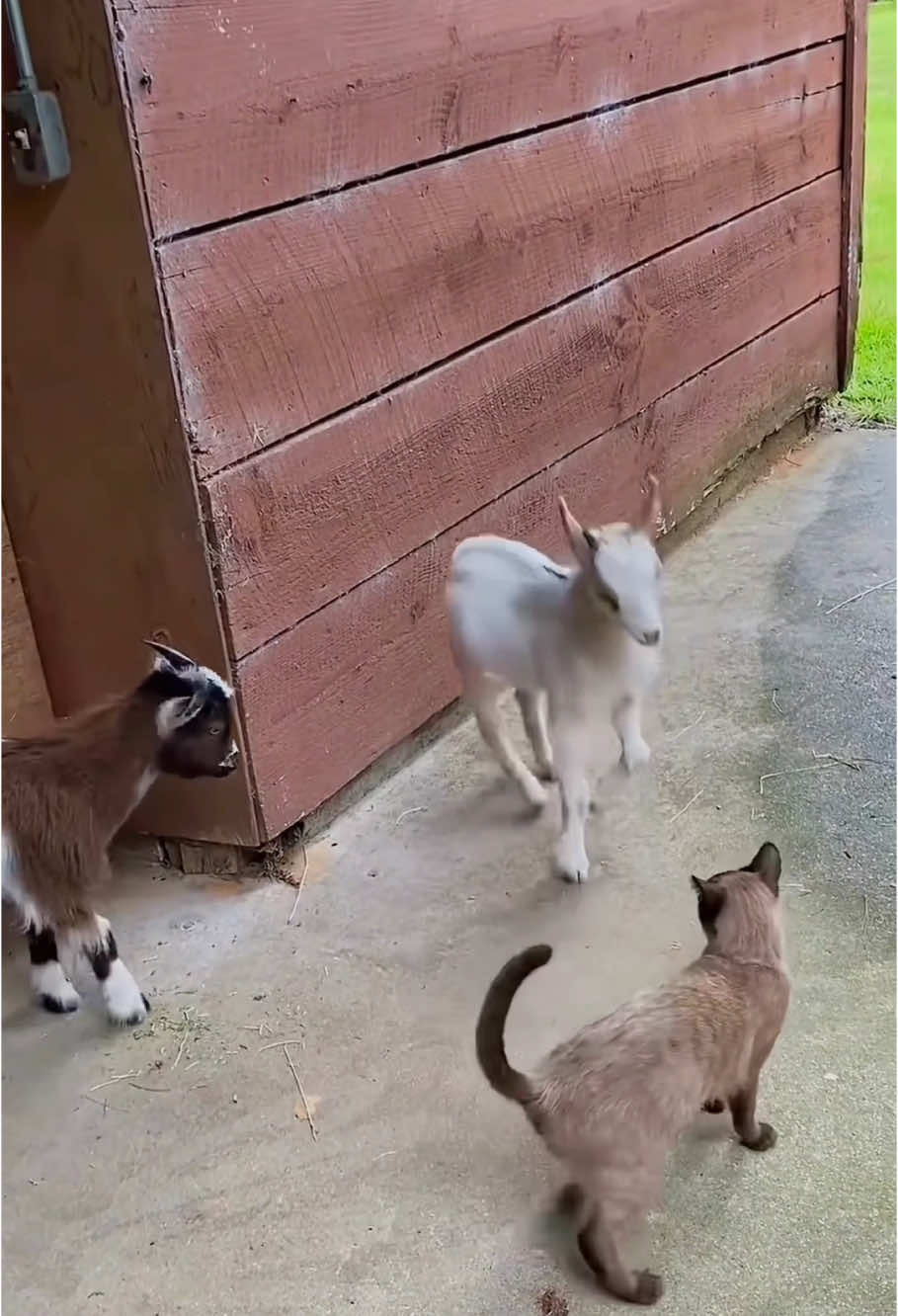 Cats with animals🤣🤣#cat #catsoftiktok #cats #funny #for #foryou #fyp #foryoupage #funnyvideo #cute #pet #cutecat #animal #animalsoftiktok #usa🇺🇸 #catlover #tiktokcats #pets #kitten #funnyanimals 