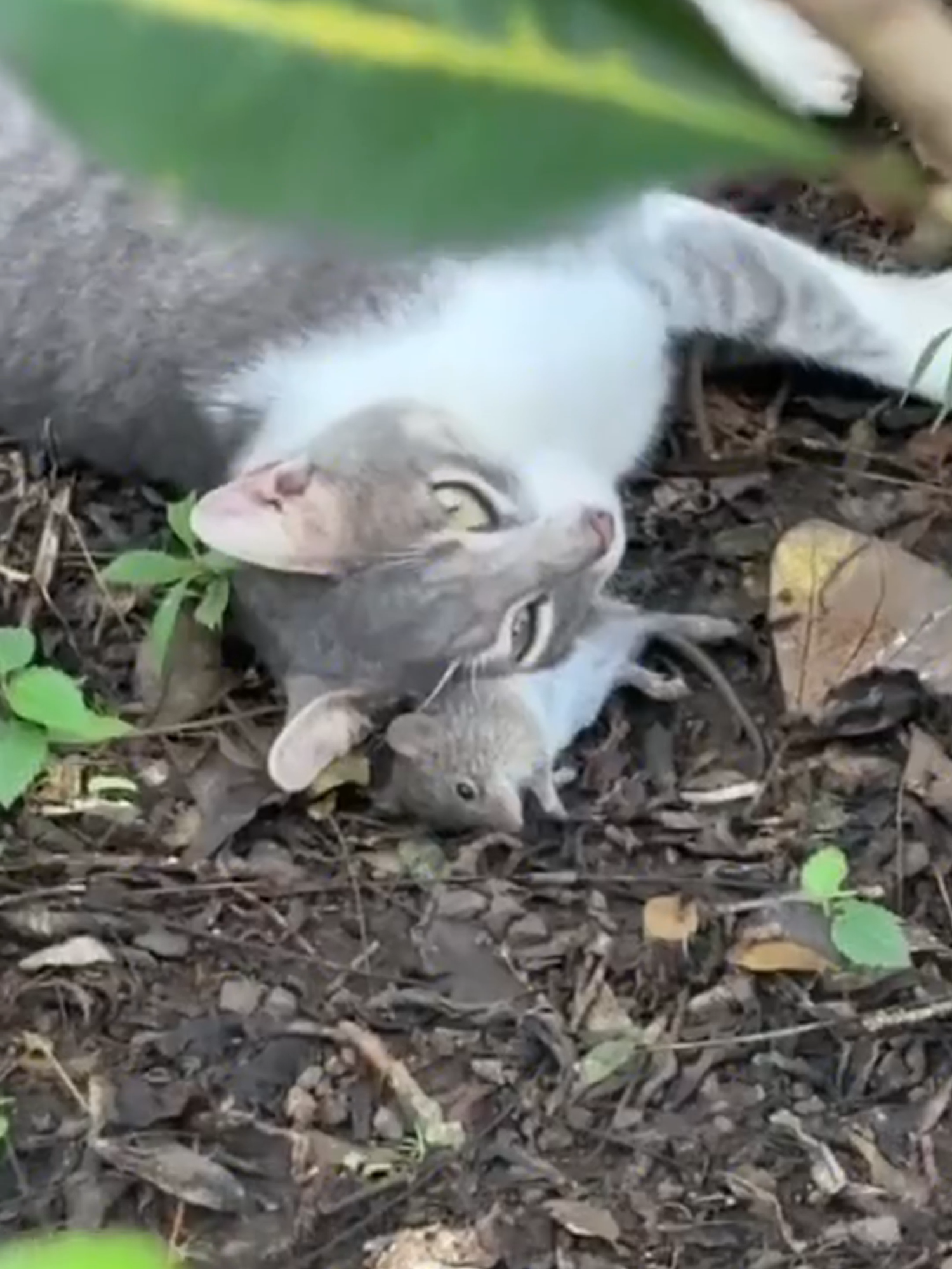 Playing with mouse #cat #catlover #catsoftiktok #pets #petslover #foru #fyp