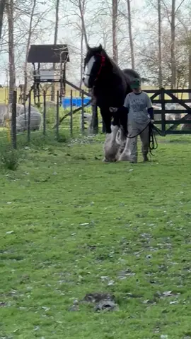 Ivanhoe el padrillo fundador de la manada #campo #shire #caballo #horses #doma #shirehorse #gentlegigant #campoargentino 