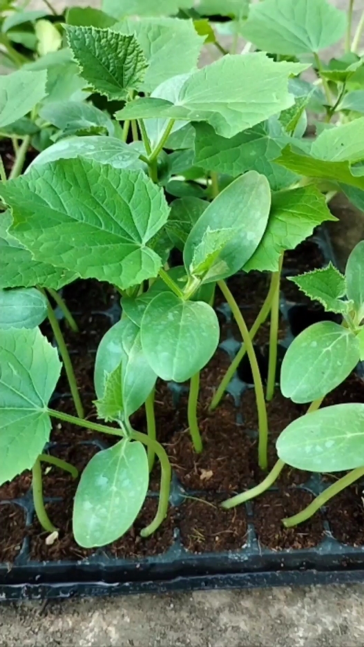 শসার বীজ থেকে চারা তৈরির সহজ পদ্ধতি | Cucumber seeds germination process.  #cucumber #শসা #germination #gardenscience 