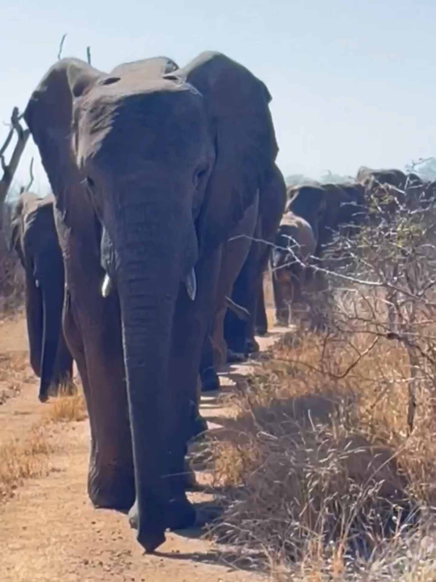 Pisa takes the lead as she celebrates 15 incredible years today 🎉🐘 #everyelephantneedsaherd #africanelephants #elephants