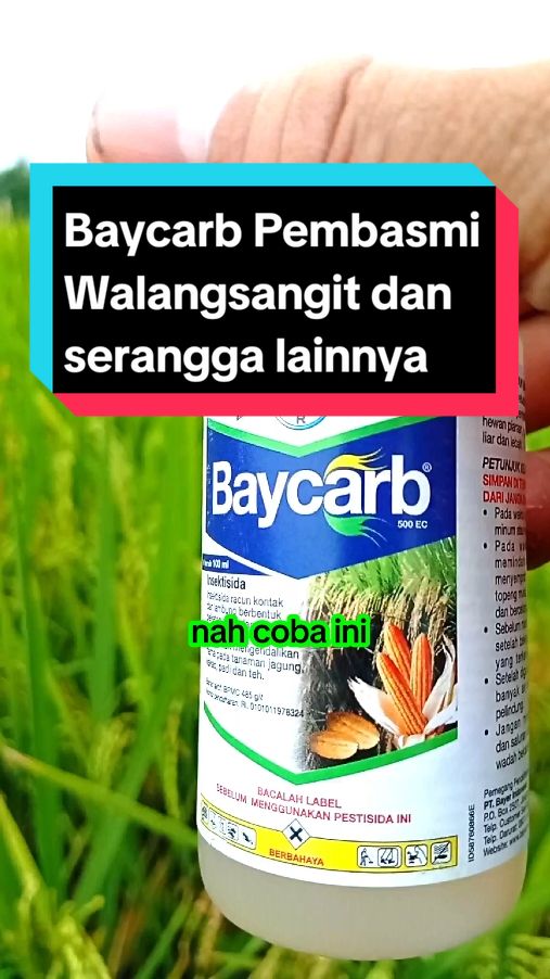 Baycarb merupakan insektisida yang ampuh dalam membasmi Walangsangit dan serangga lainnya #pestisida #insektisida #obatpertanian 