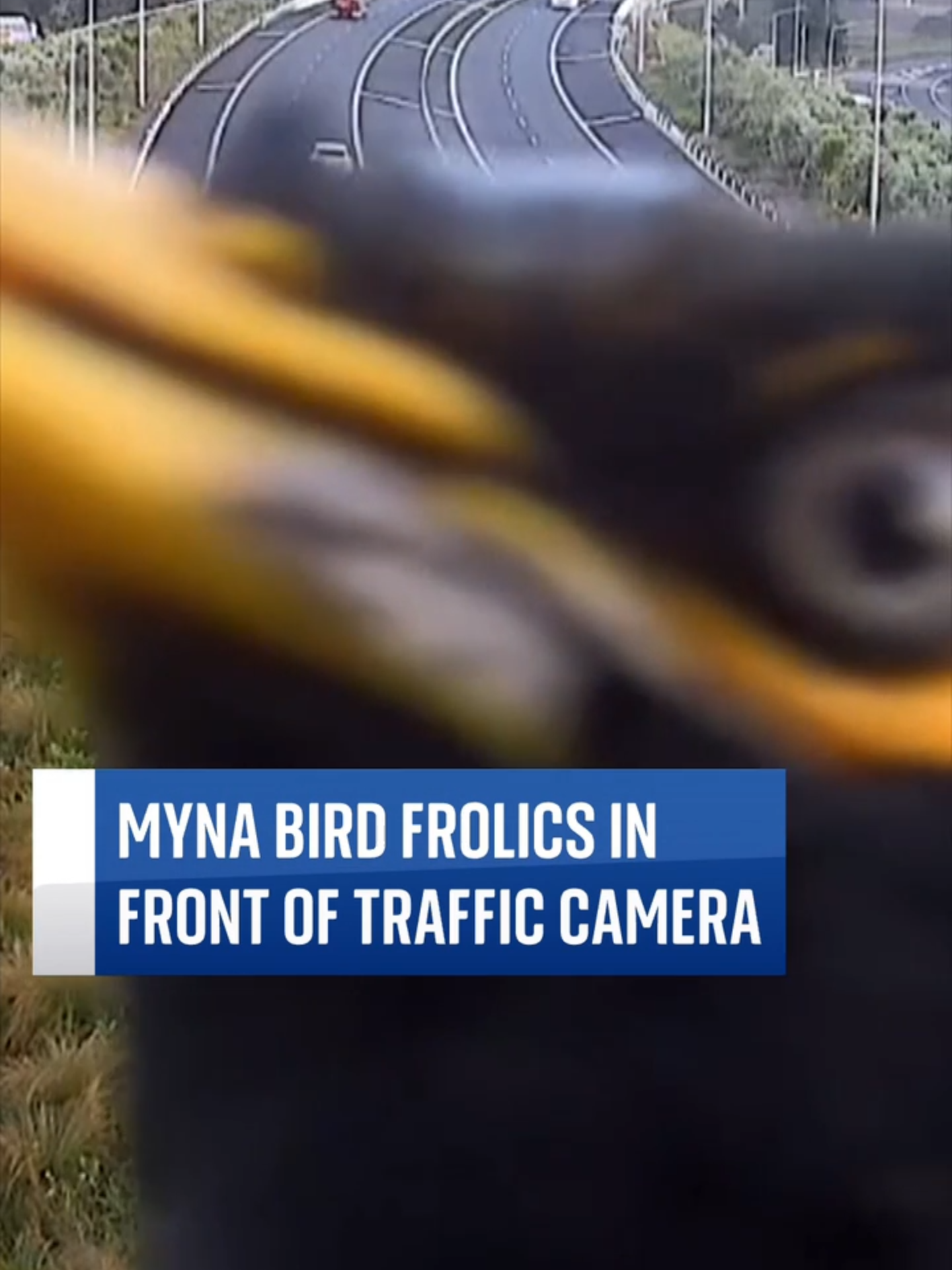 A myna bird posed for a traffic camera before flying away, much to the amusement of the transport agency.