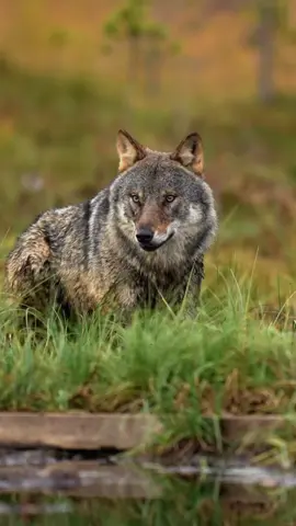 The Eurasian grey wolf 🐺🔥 Ranging across Europe and Asia, these ivonic wolves can run up to 37 miles per hour, covering distances of up to 50 miles in a single day when hunting. Living in packs, they communicate with everything from howls to body language, creating strong social bonds. Did you know their thick winter coats allow them to survive in temperatures as low as -40 degrees?  #fyp #photographer #CapCut #photography #wildlifephotographer #Wildlife #FunFacts #wildlifephotography #nature #WildAtHeart #sonyalpha #wolf 