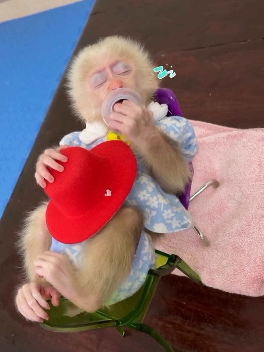 #repost #cute #Love #monkey #kiki #milo #nana #dluffy #baby #animals #littlemonkey #family #weekend #pets #sleep #food #healthy #yummy #feed #eat #breakfast #lunch #dinner #veggies #vegan #yummy 