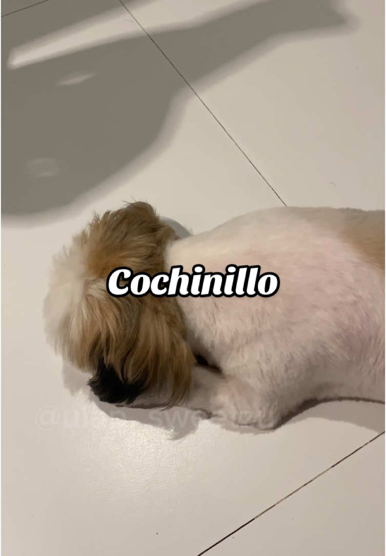 May bilbil yung leeg ni Ulap. Kala ko cochinillo 😂✌🏻 #allaboutulap #shihtzu #shihtzupuppy #dogsoftiktok #PetsOfTikTok 