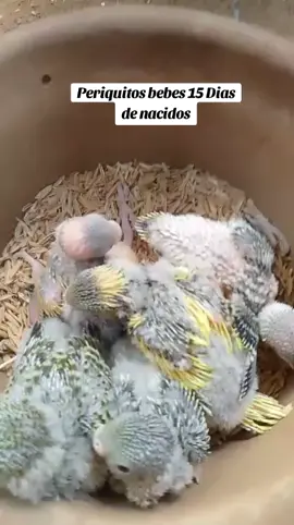 Evolución periquitos🦜 bebes🐣   #periquitos #periquitosaustralianos #paratiiiiiiiiiiiiiiiiiiiiiiiiiiiiiii #viralvideo #amorporlosanimales #periquitosbebes  #aviarybirds #aviary 
