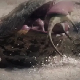 Bro scared a sauropod || the devil toad #beelzebufo #prehistoricplanet #paleontology #dinosaurs #documentary #dinosauredit #prehistoricanimals #capcut #fyp #viral #jurassicworldclipz 