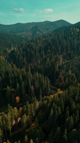 #romania #putna #autumn #travel #conifers #forest #drone #aerial #djimini4pro #beautiful #peaceful #hills 