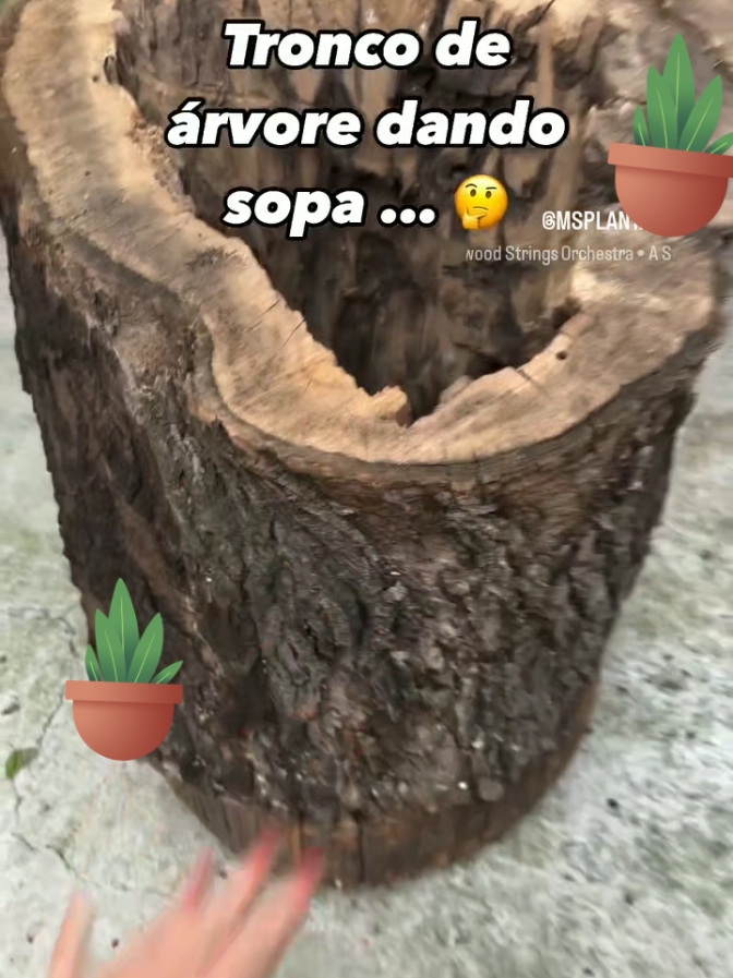 Deu mole já era 😂🌱 #tronco #plantar #liriodapaz #muda #felicidadestiktok #memestiktok #suculentas #nemémeme #cultivar #amorporplantas #cactos #usa_tiktok #videoviral #brasiltiktok #dicasdeplantas 