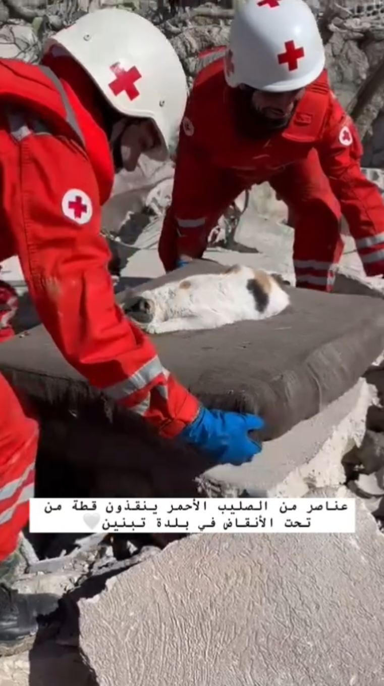 عناصر من الصليب الأحمر اللبناني ينقذون قطة من تحت الأنقاض في بلدة تبنين 🤍🇱🇧❤️ @Tyre City | مدينة صور  @Jnoub (South Lebanon)  #الصليب_الأحمر_اللبناني #تحدث_عن_لبنان #الحرب_على_لبنان #تبنين #جنوب_لبنان #الجنوب_اللبناني #لبنان  #LebaneseRedCross #BeirutPage #JnoubPage #TyrePage #SouthLebanon #Tebnin #Beirut #Lebnen #Lebanon 