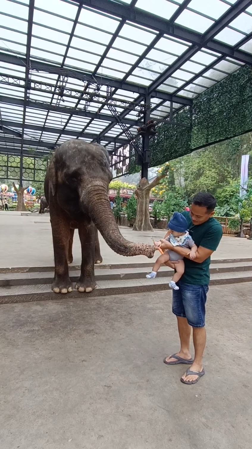 aku lagi kasih makan gajah 🐘 #tiktok #fypviral #babyboy #babywilliam #williamnathanielwira #elephant #feedingelephant #tamansafari #tamansafariindonesia #puncak