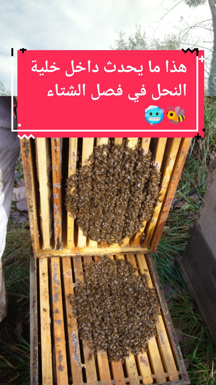 هذا مايحدث داخل خلية النحل في فصل الشتاء.🥶🐝 #معلومة_نحلية #النحل #نحال #عشاق_النحل #تربية_النحل #النحل_مع_اسامة #الشتاء #العسل #apiculture #bee #beekeeper 