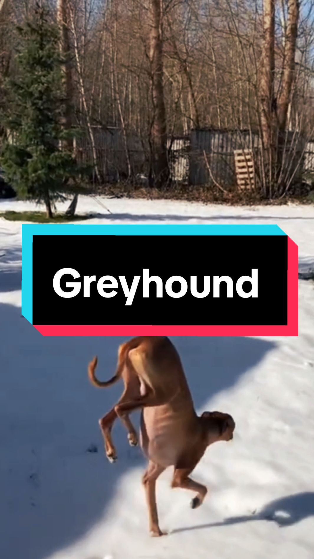 discover the Greyhound #greyhound #greyhoundsoftiktok #greyhoundlove 