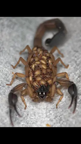 Motherhood. Centruroides edwardsii, Buthidae. #arachnid #arachnology #scorpion #scorpion🦂 #buthidae #centruroides #pullus #alacran #nicaragua🇳🇮 #natureisbeautiful #wildlife #amazinganimals #motherhood #arthropod #invertebrates 