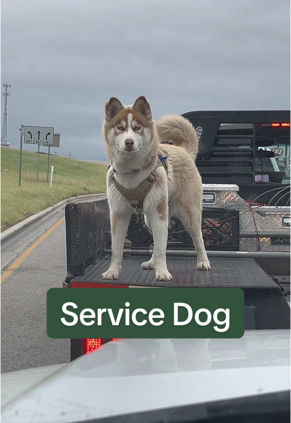 Can I pet that dog?  #servicedog #huskysoftiktok #flatbed #dogsoftiktok #beautiful #veteran #disabled #texas #highwaydog 