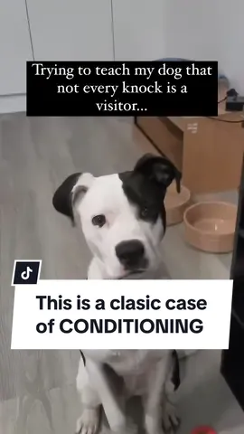 Did you know your dog’s door-knock freakout is actually a learned response? Yep, it’s classical conditioning at work! When they hear a knock or the crinkle of a treat bag, they’ve learned to react in a big way. The trick to fixing it isn’t just telling them to be quiet—you’ve got to recondition that response. With a little training, you can teach your dog to wait calmly at a placeboard instead of barking up a storm. #DogTraining #puppytraining #puppyfun #dogoftheday #puppytrainer #dogobediencetraining #balanceddogtraining #dogsaregreat #recall #puppytrain #k9trainer #dogobedience #dogbehavior #dogtrainingtips