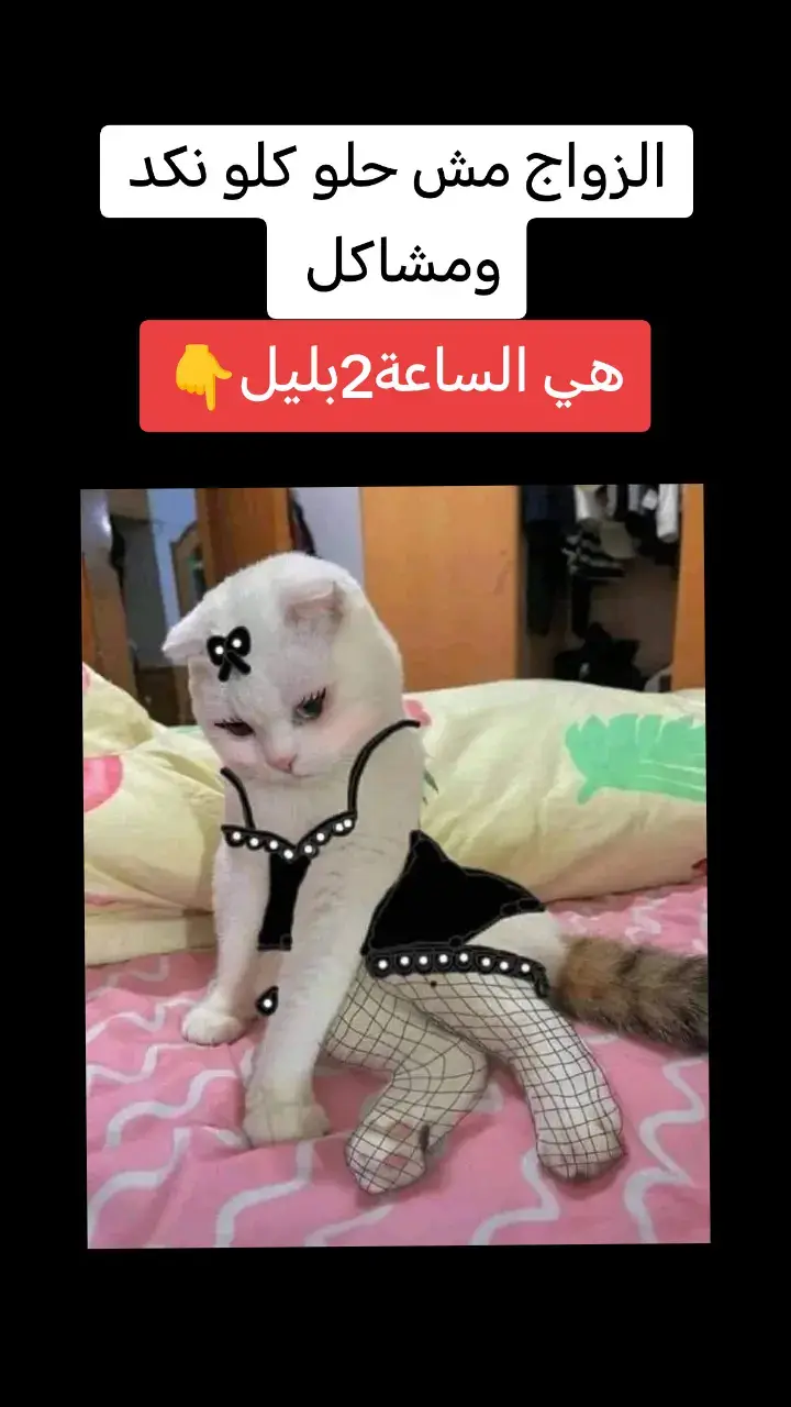 #أكسبلور 