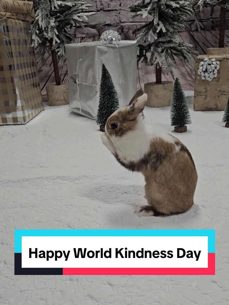 🌎💙 Happy International World Kindness Day! 💙🌎 Today, let’s celebrate kindness by recognizing its power to change lives—both human and animal. At Toronto Humane Society, our mission thrives on the kindness of our supporters, staff, and volunteers who go above and beyond to provide second chances for animals in need. Let us know what you're doing on World Kindness Day in the comments 👉 Donate today! Torontohumanesociety.com/donate