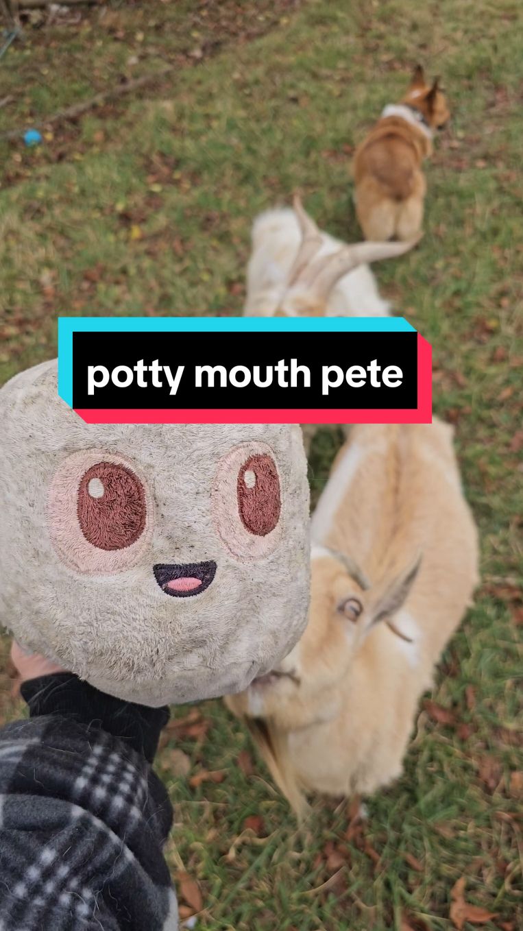 Replying to @lovingg4her potty mouth pete is still around and kicking after 5 months in the pastures! #barkbox #dogtoy #farmlife #tiktokshopblackfriday #emoji #goats #dogs #pasture #longlasting #bfcm #farmerjake #homesteading #pottymouth