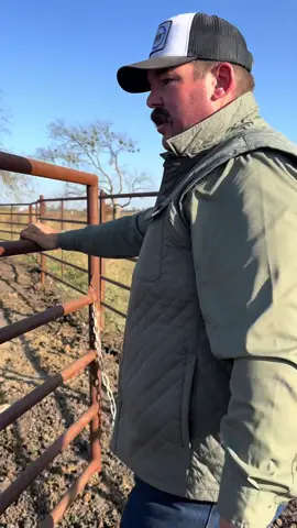 The steers are headed out! #KeepRanchin #KingOfTikTok #RanchLife #Ranch  #Cattle #CommercialCattle #EatBeef #Beef #Feedlot #RanchTok #AgTok #FreezerBeef 