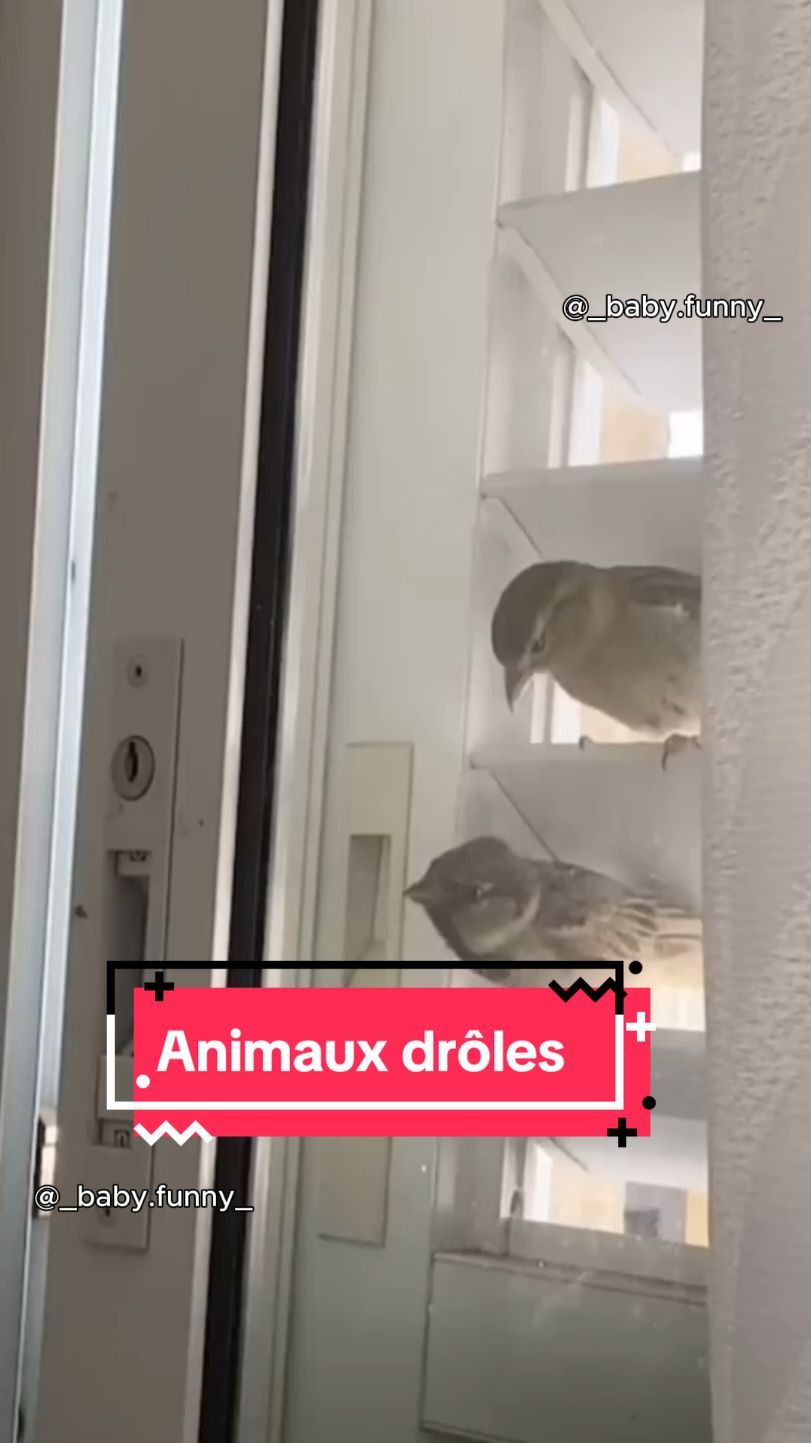 La fin 😂 Essaye de ne pas rire pendant 1 minutes #essayedenepasrire #animauxdecompagnie #chien #drole #mignon 
