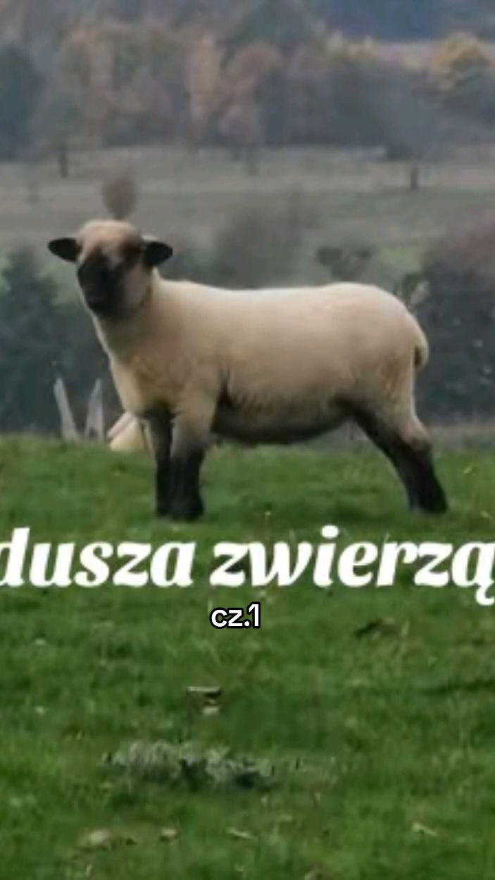 czy zwierzeta mają dusze? czy wracają do nas?#2024 #akashicrecords #pamietam #universe #matrix #polska #polska🇵🇱 #❤️ #❤️❤️❤️ #😇 #🥺 #🥺🥺 #♡ #animalsoftiktok #zwierzeta #dusza #soul #will #remember #one #day #will #see #you #again 