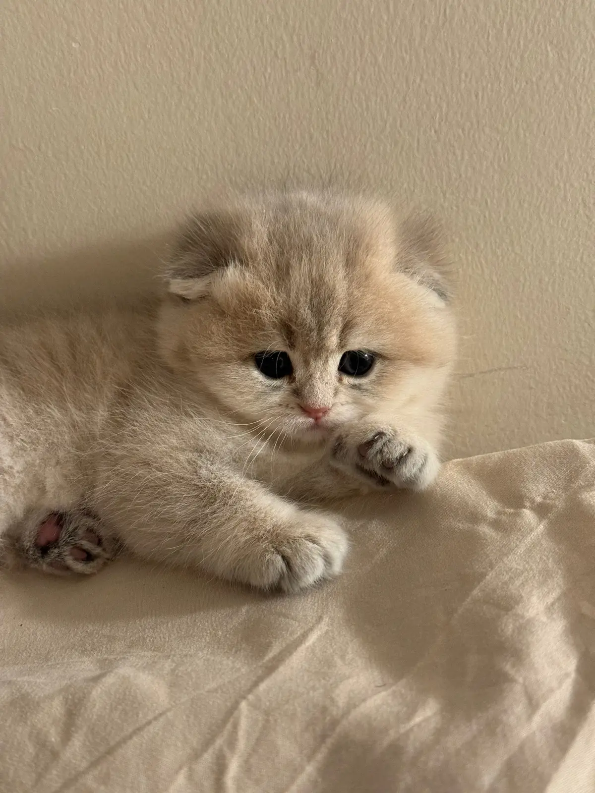 #مشاءالله_تبارك_الله #scottish_fold #wcf #قطط_سكوتش #سكوتش_فولد #سكوتش 