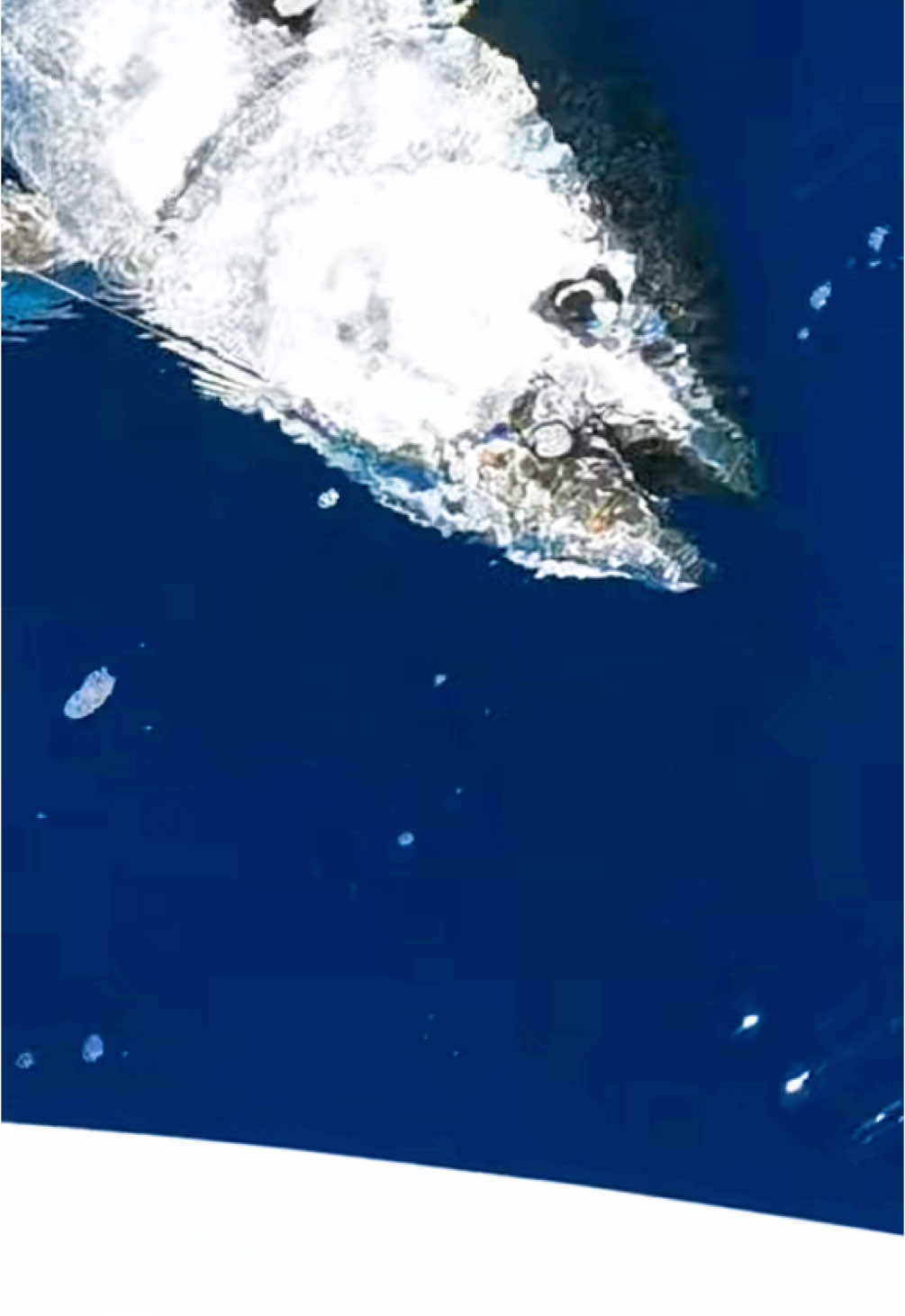 Doing what we like most... enjoying these beasts!! #finhunters #finhuntersgear #tuna #bluefintuna #tunafishing #fishing #fishinglife #offshorefishing #viral #foryou #parati #fyp 