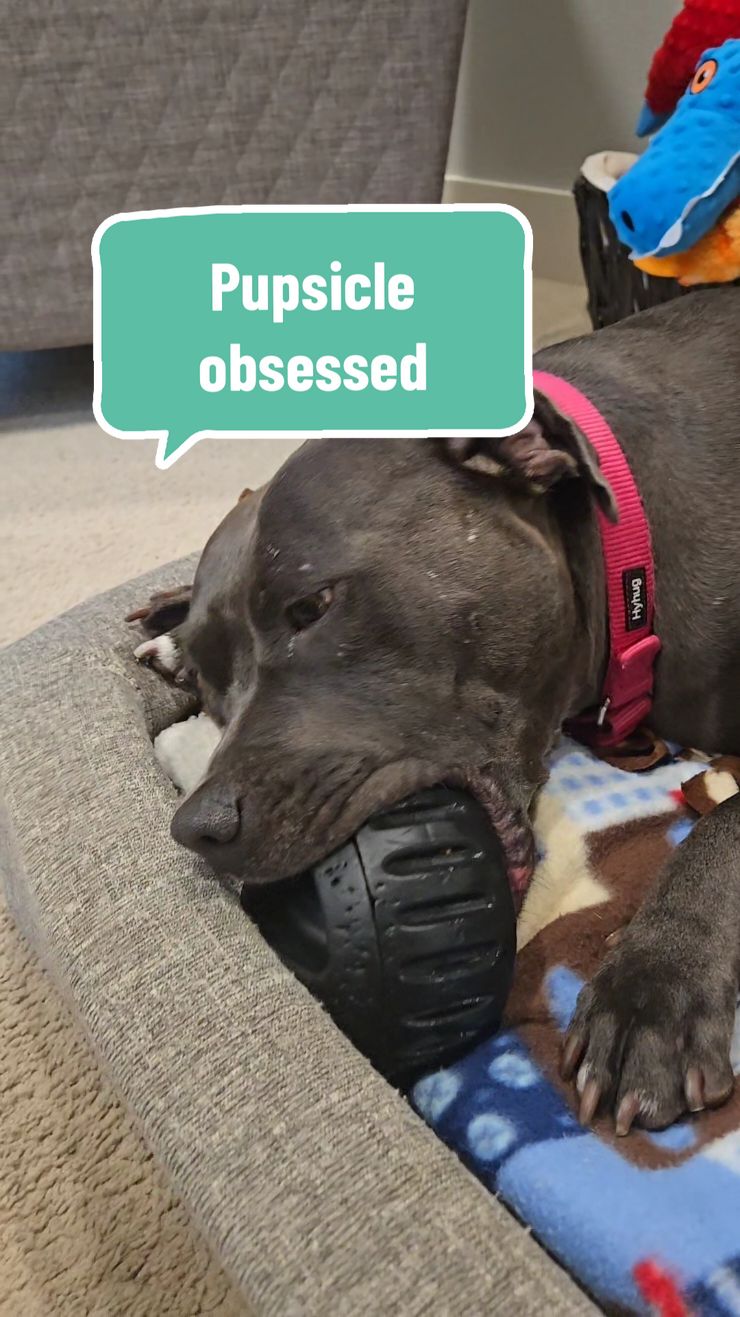 Replying to @brookeenger_Obsessed over here, too! The Pupsicle lasts her longer than any other enrichment treat we've ever tried! @Miss Ruby the Pittie Princess #dogenrichment #dogsoftiktok #superchewer #pittiesoftiktok #treatyourself #tiktokshopblackfriday #tiktokshopcybermonday #tiktokshopholidayhaul #stockingstuffers #giftideas #holidaygifts #holidaygiftideas #christmasgifts #giftsfordogs  #christmasgiftideas #starcreatorcompetition 