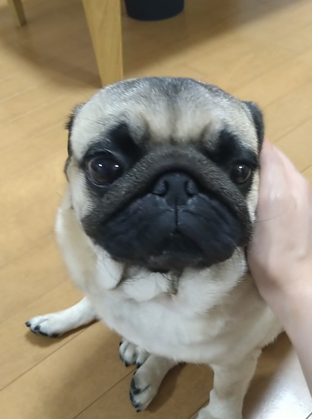 手触りがものすごく良くて 一生なでていられる😍✨ #パグ #pug