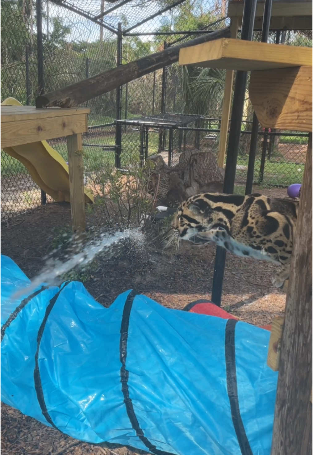 Just trying to water the plants and these two want to play #fy #fyp #fypシ #fypシ゚viral #fyppppppppppppppppppppppp #cloudedleopard #conservation 