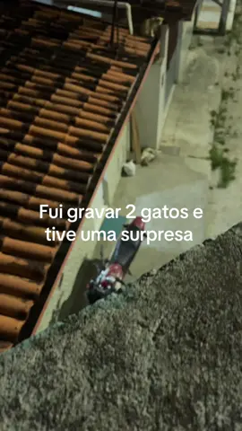tudo aconteceu ao mesmo tempo  #gatonotelhado #gato 