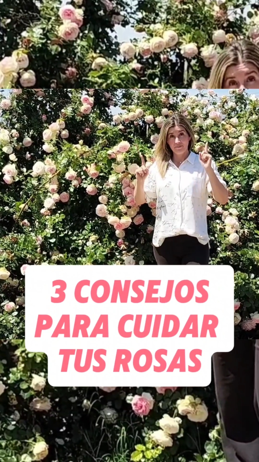 3 consejos para tener Rosas hermosas! 🌹 y si quieres más información te invito a mi canal de Youtube. Link en mi perfil  #rosas #botanica #plantas 